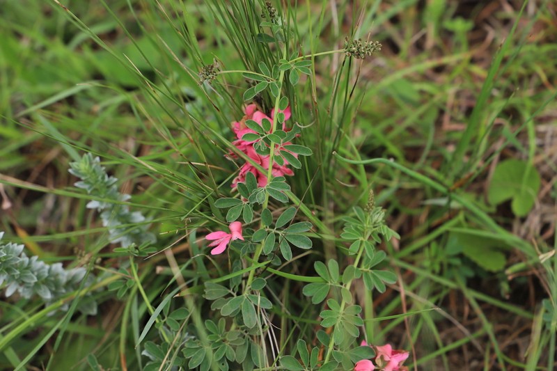 Indigofera corniculata photo 6