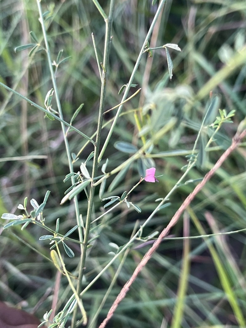 Indigofera corniculata photo 7