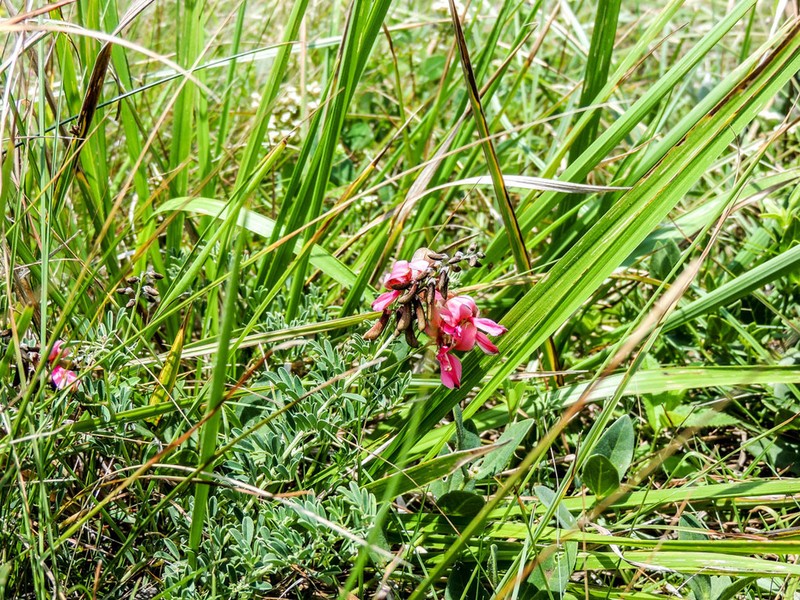 Indigofera corniculata photo 8