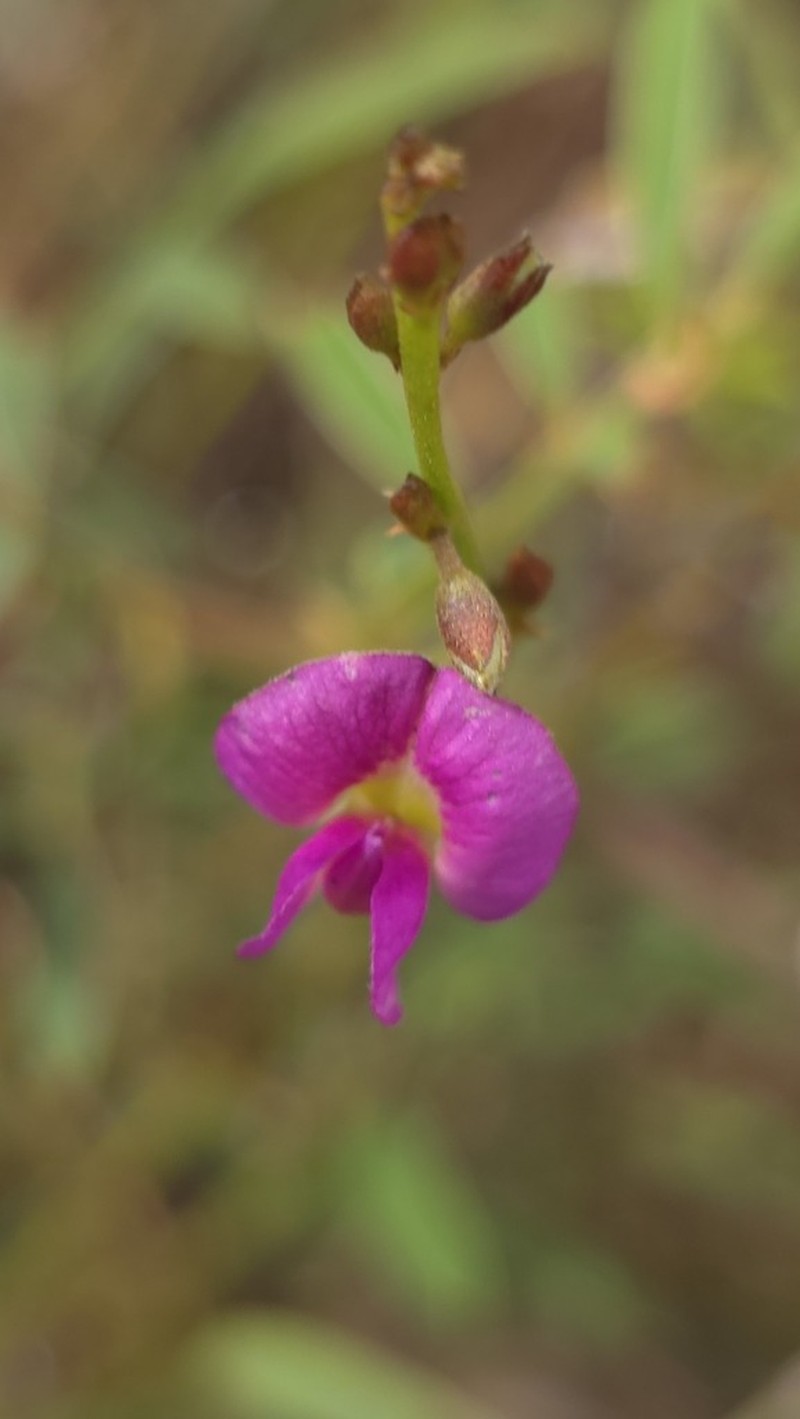 Indigofera cornuligera