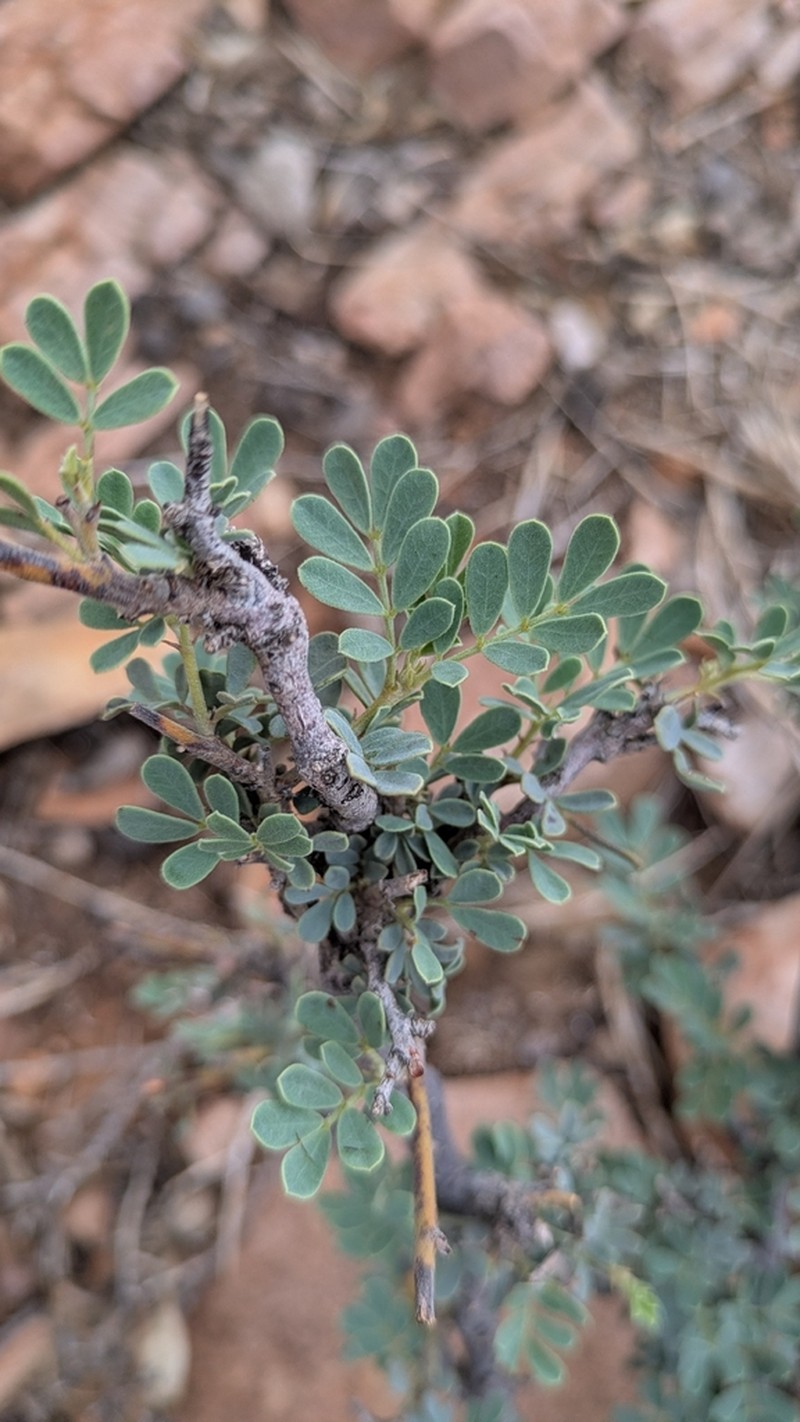 Indigofera cornuligera photo 2