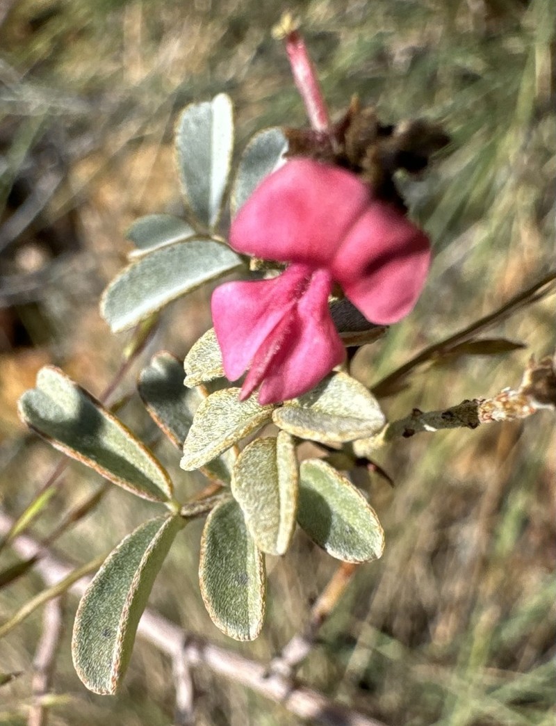 Indigofera cornuligera photo 3