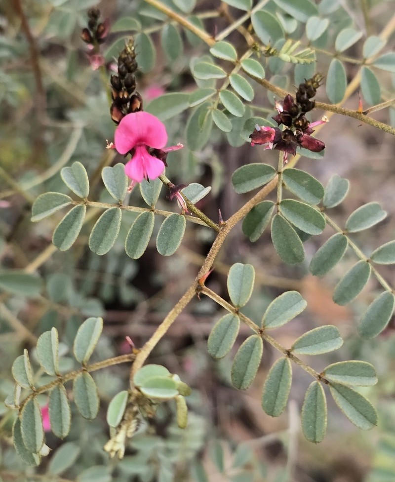 Indigofera cornuligera photo 4