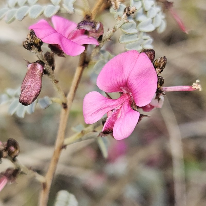 Indigofera cornuligera photo 5