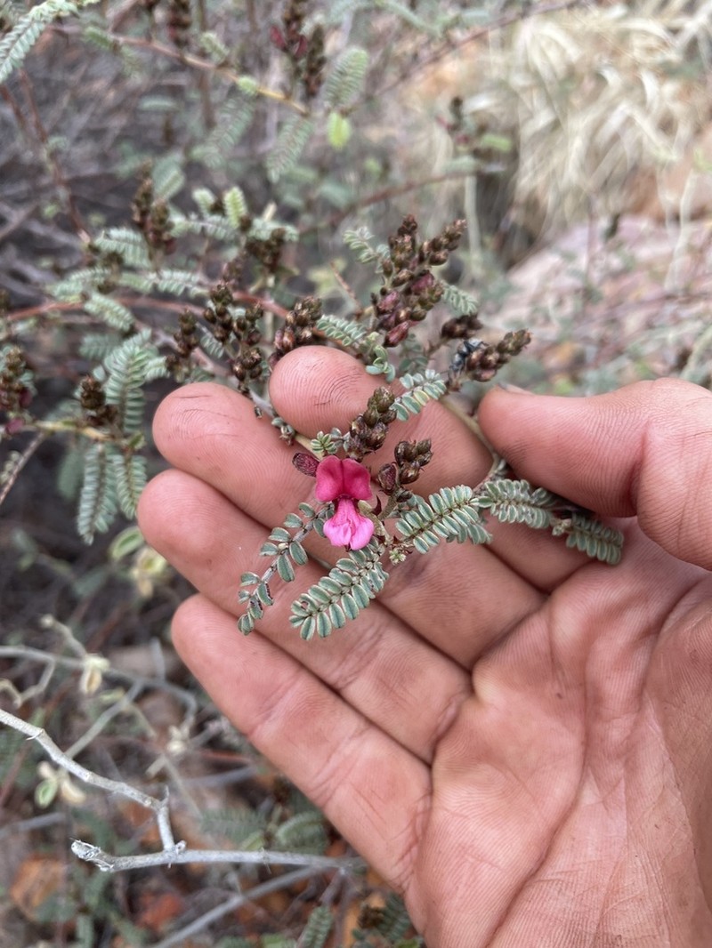 Indigofera cornuligera photo 6