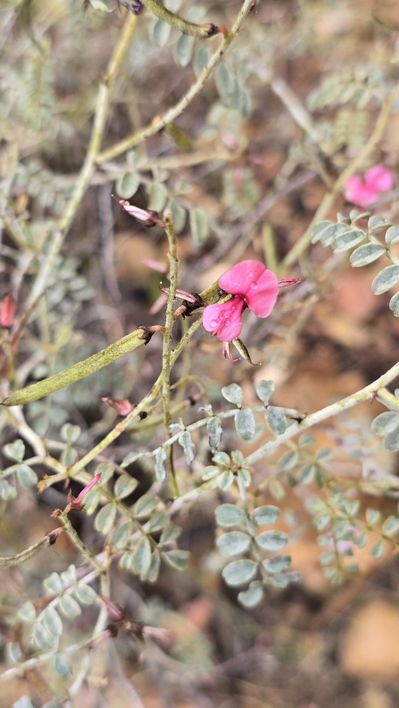 Indigofera cornuligera photo 7