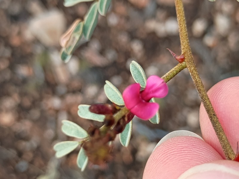 Indigofera cornuligera photo 8