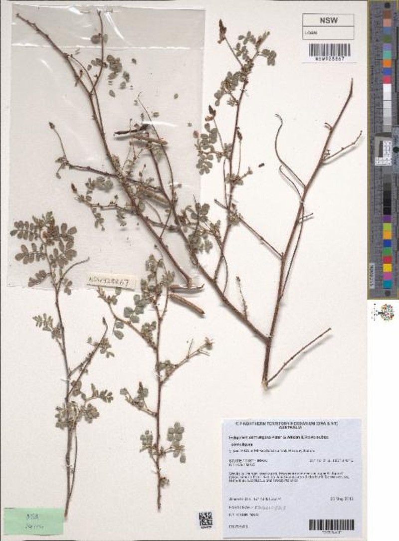 Indigofera cornuligera subsp. cornuligera