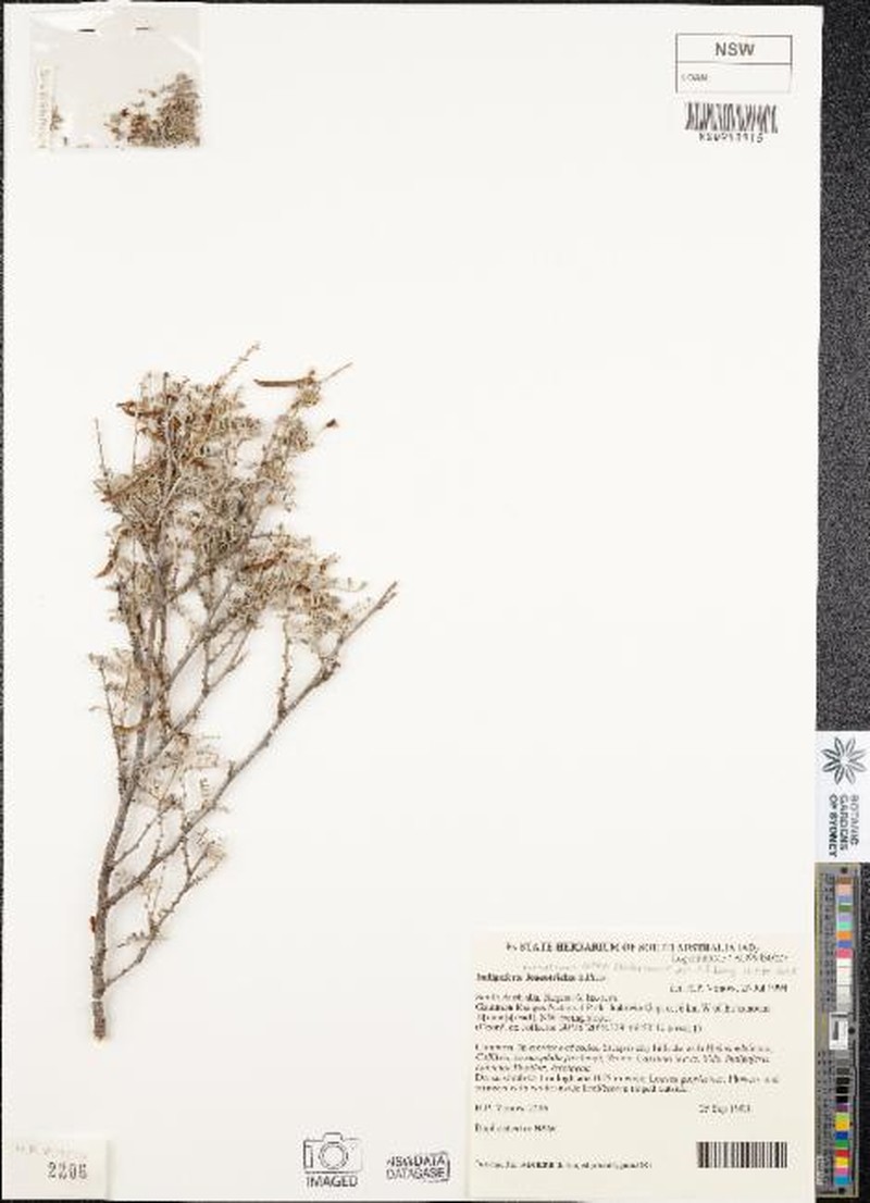 Indigofera cornuligera subsp. flindersensis