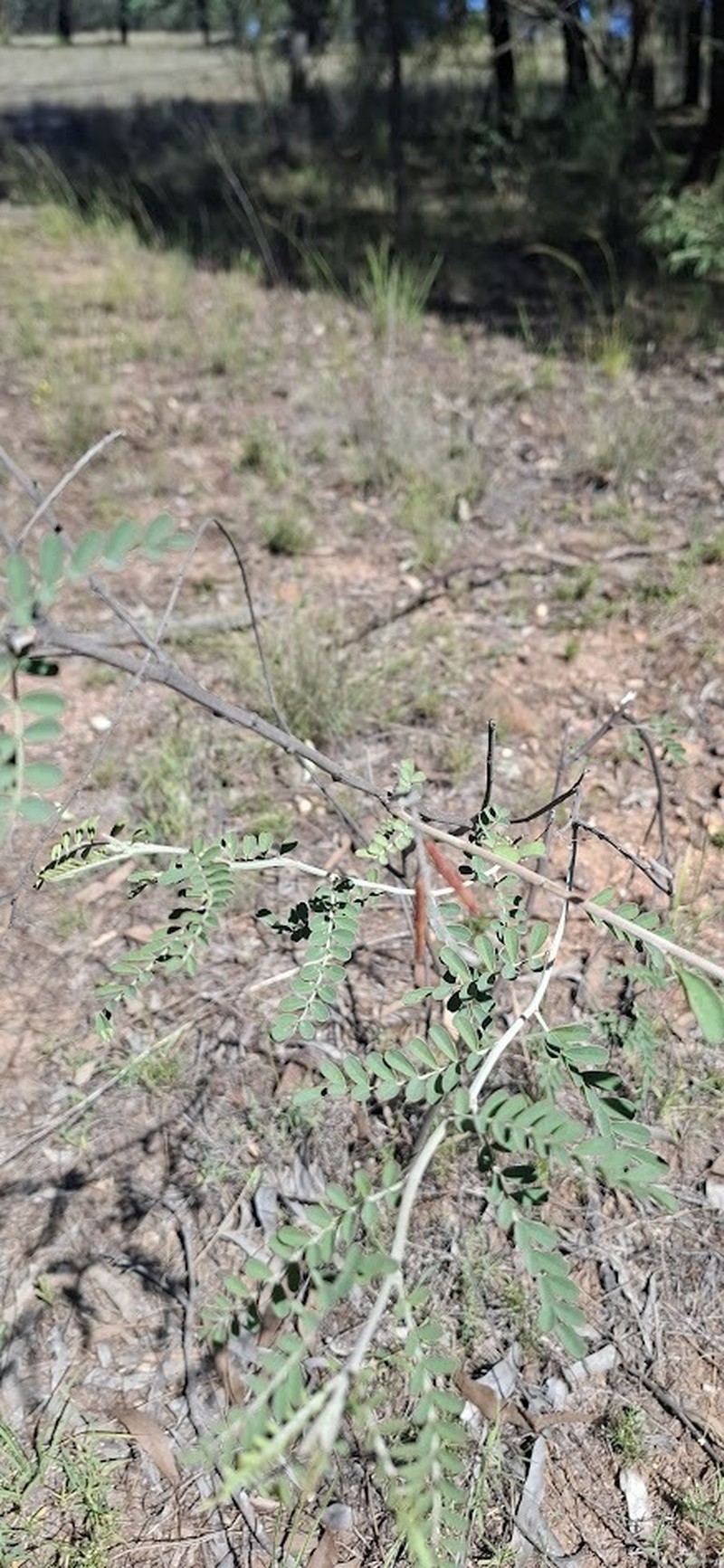 Indigofera coronillifolia