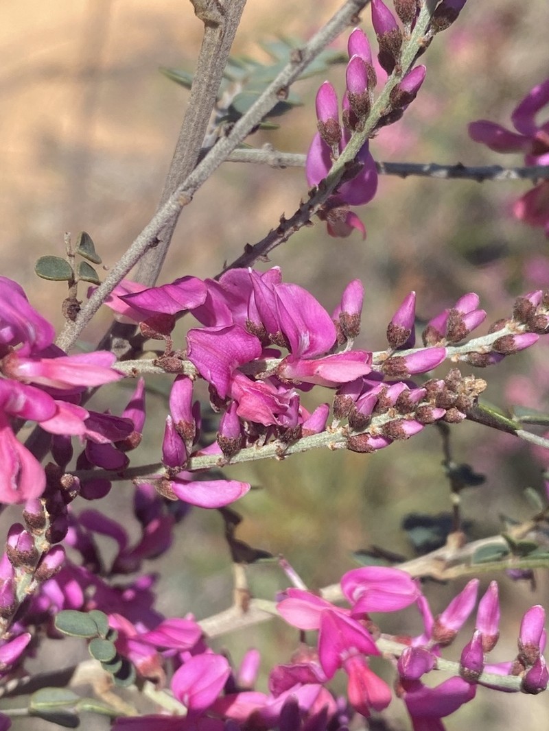 Indigofera coronillifolia photo 2