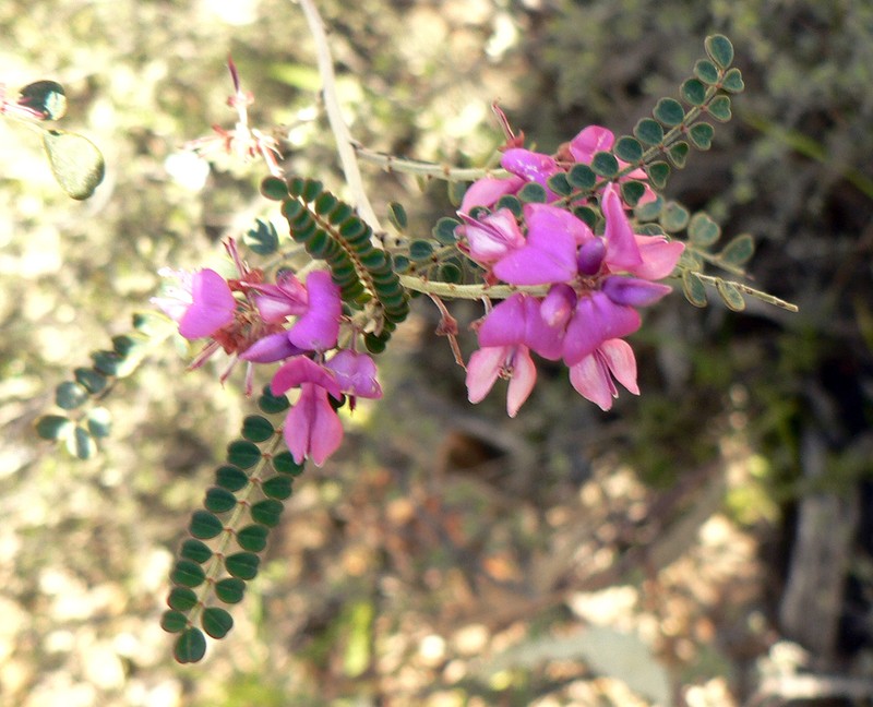 Indigofera coronillifolia photo 5