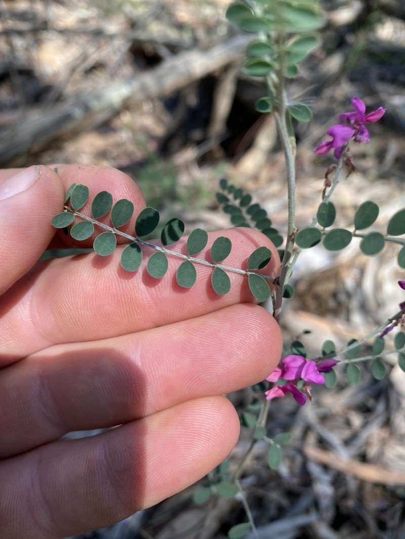 Indigofera coronillifolia photo 6