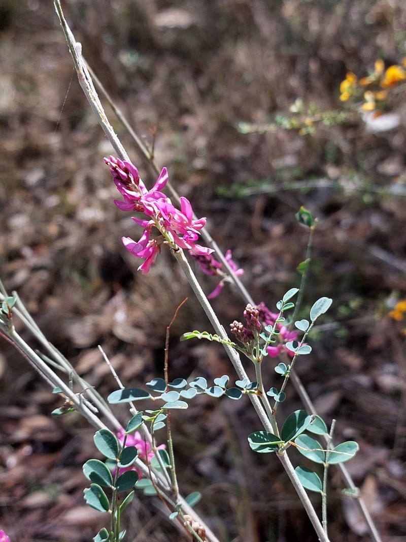 Indigofera coronillifolia photo 7