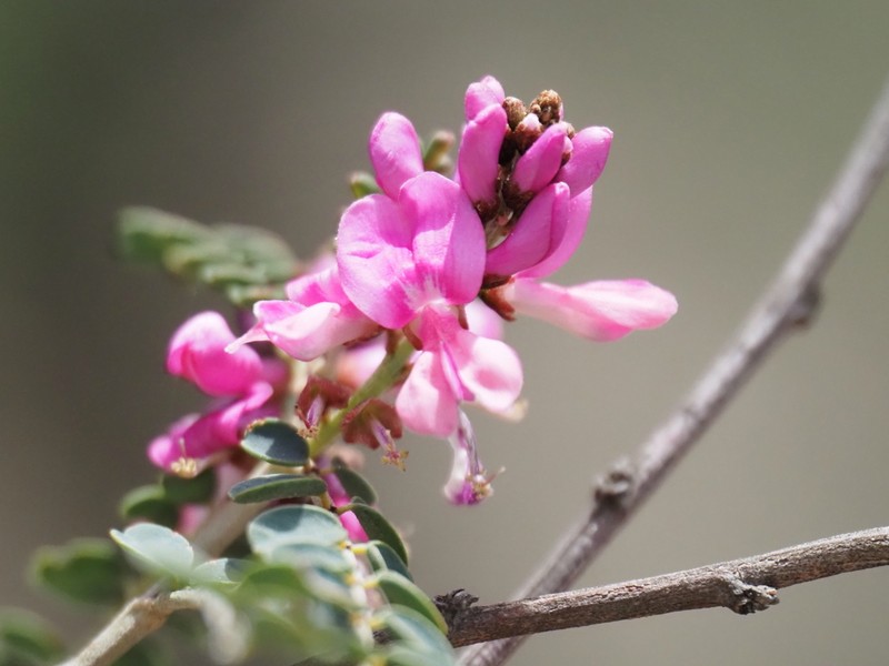 Indigofera coronillifolia photo 8