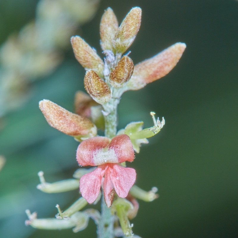 Indigofera costaricensis