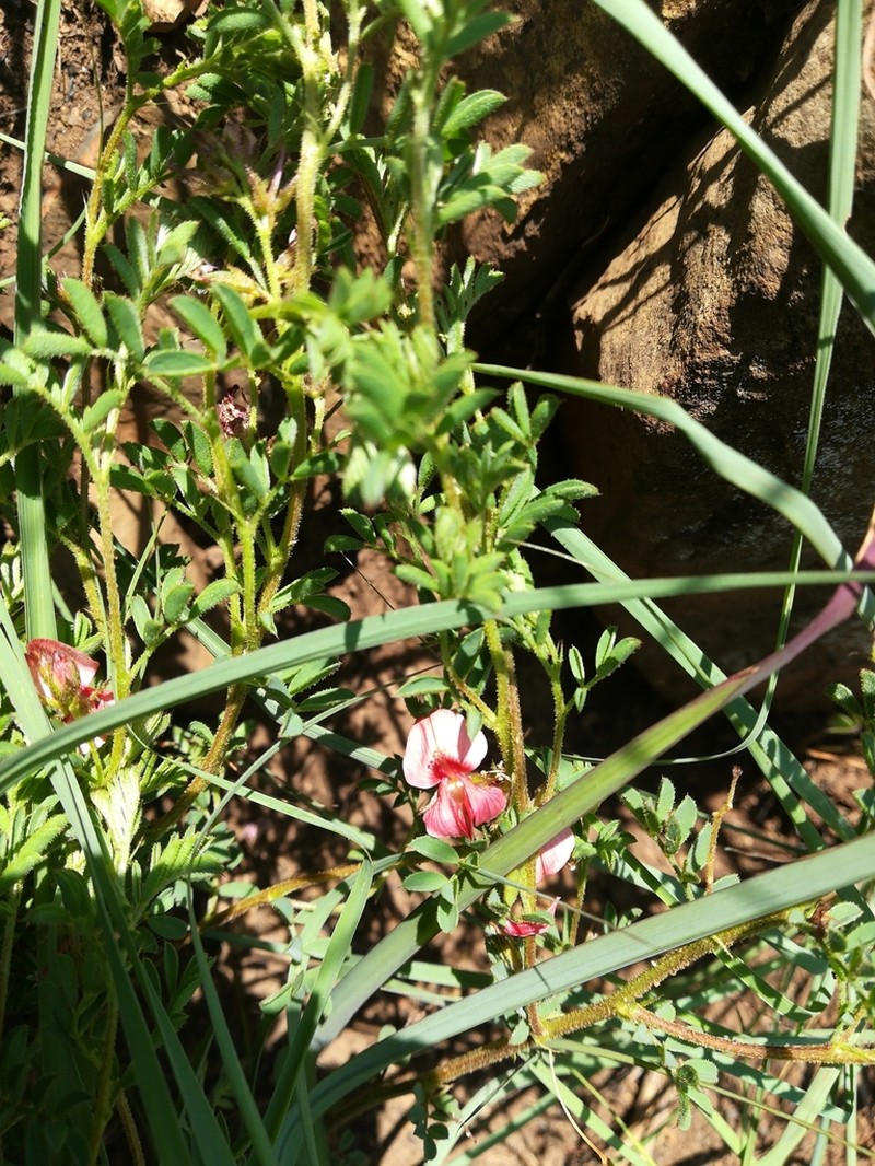 Indigofera crebra