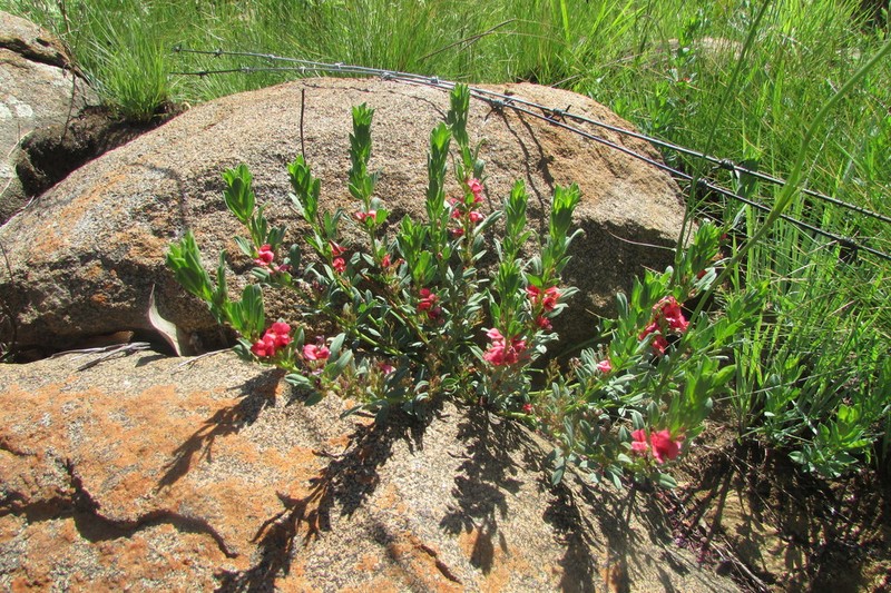 Indigofera crebra photo 2