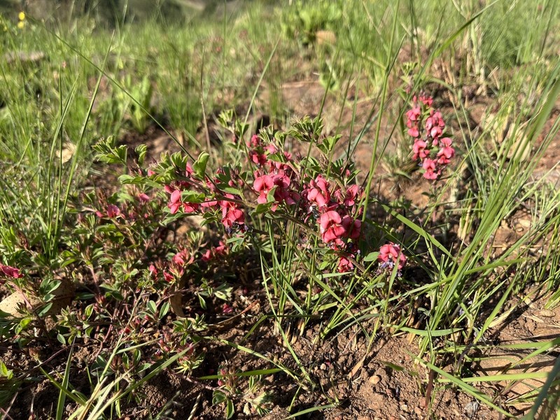 Indigofera crebra photo 3