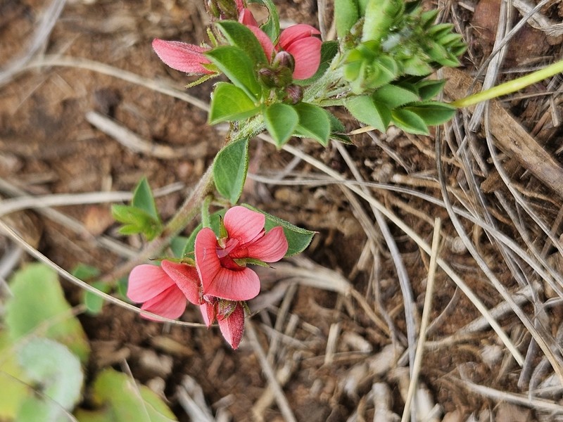 Indigofera crebra photo 4