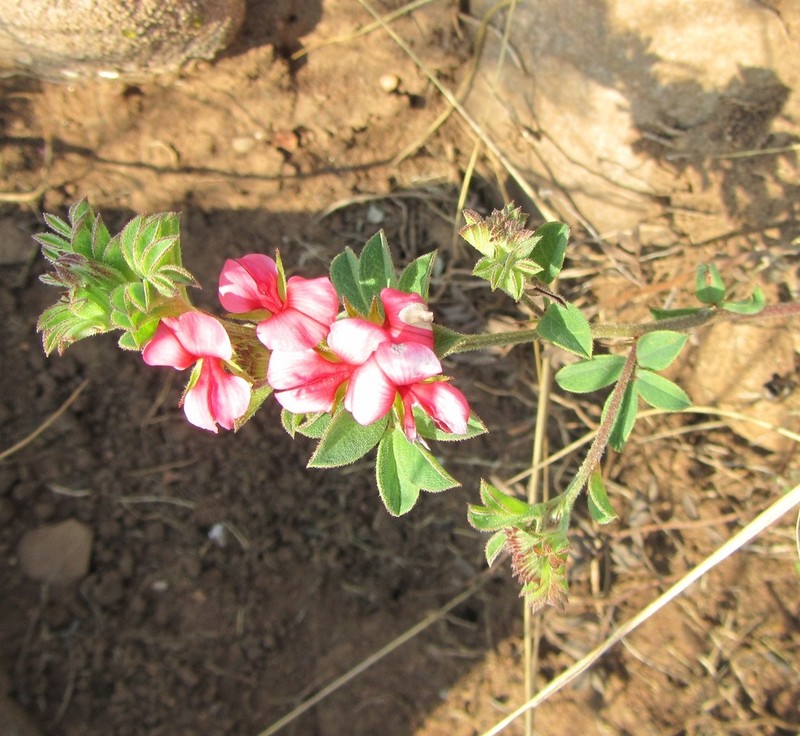 Indigofera crebra photo 5
