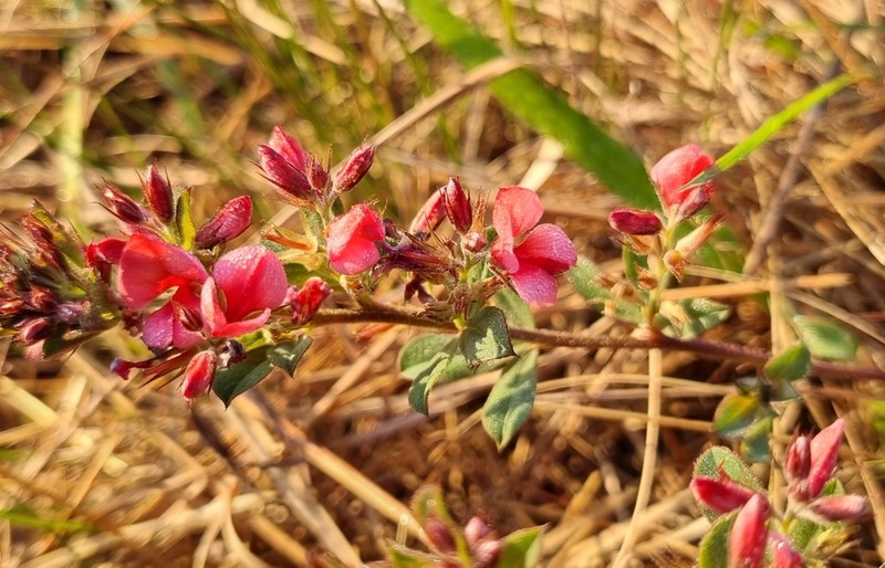 Indigofera crebra photo 6