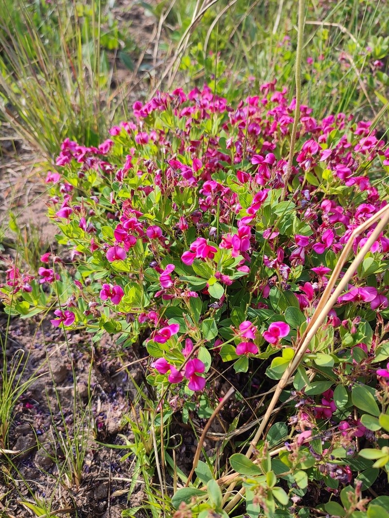 Indigofera crebra photo 7