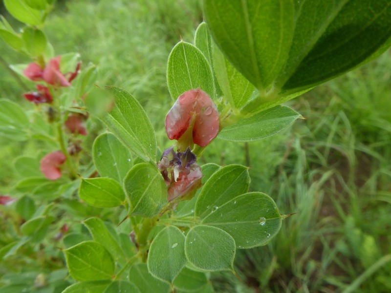 Indigofera crebra photo 8