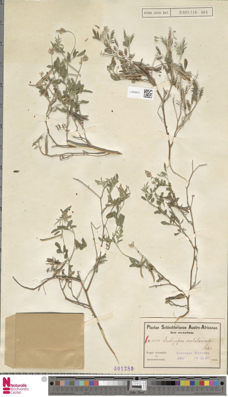 Indigofera crotalarioides