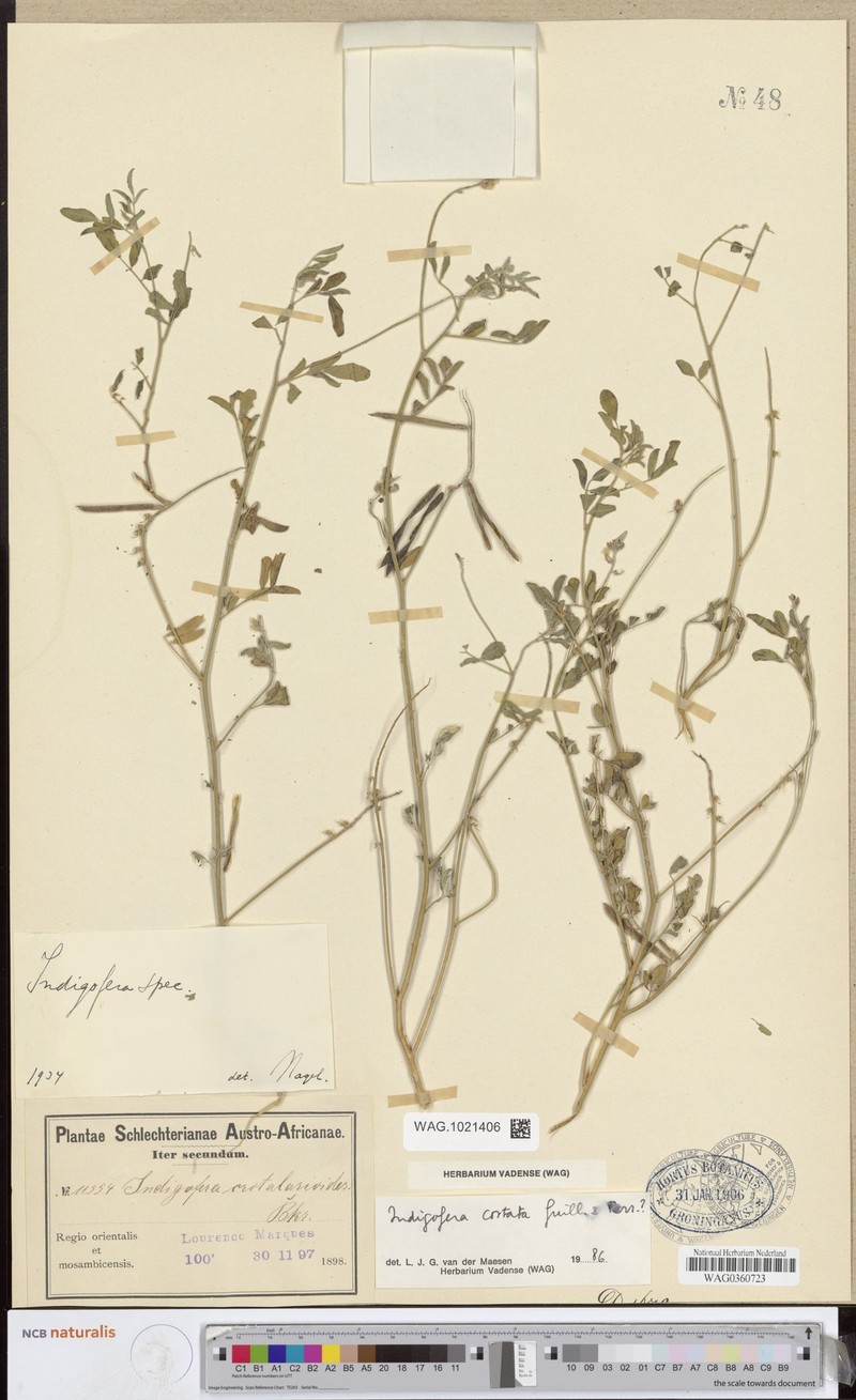 Indigofera crotalarioides photo 2