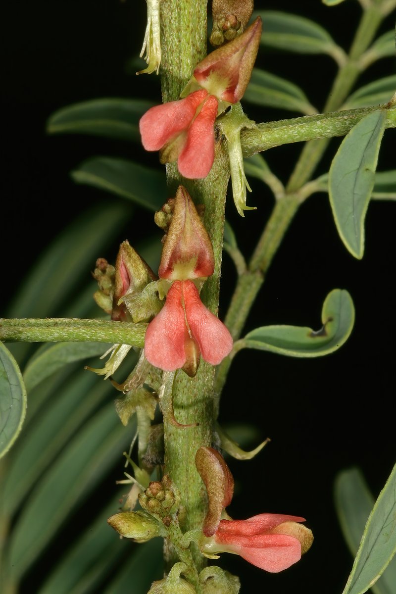 Indigofera cryptantha