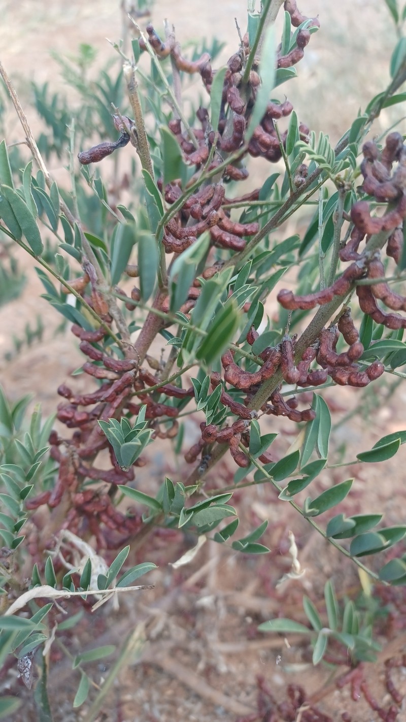 Indigofera cryptantha subsp. cryptantha