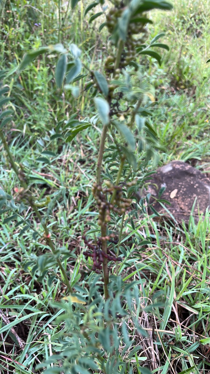 Indigofera cryptantha subsp. cryptantha photo 2