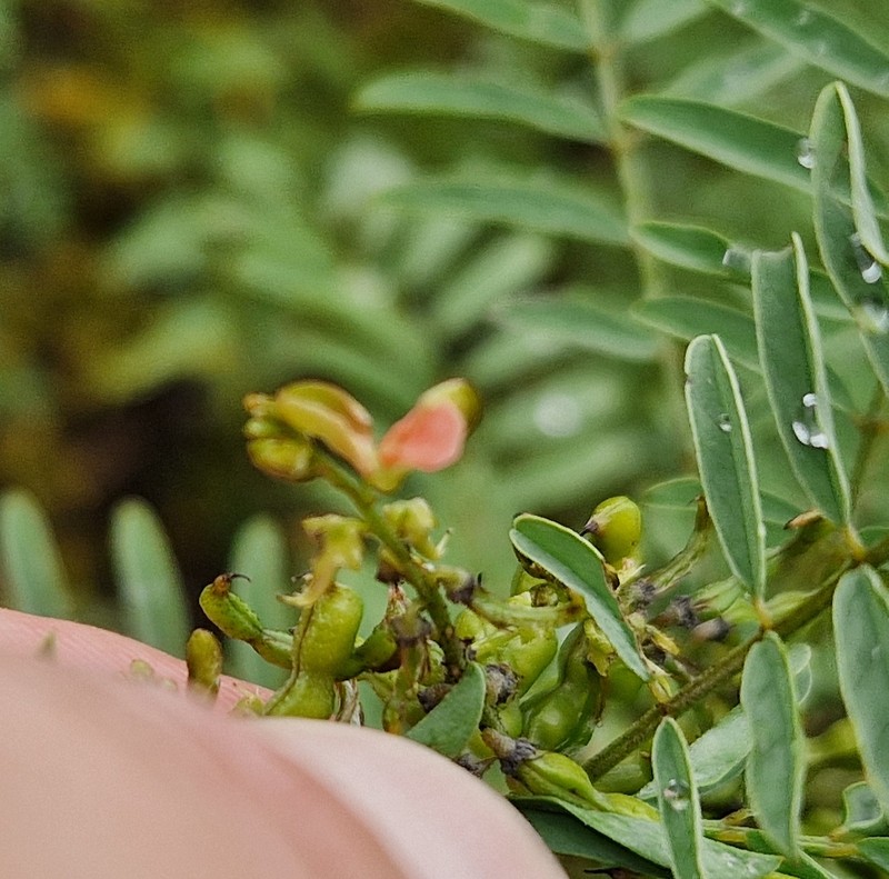 Indigofera cryptantha subsp. cryptantha photo 3