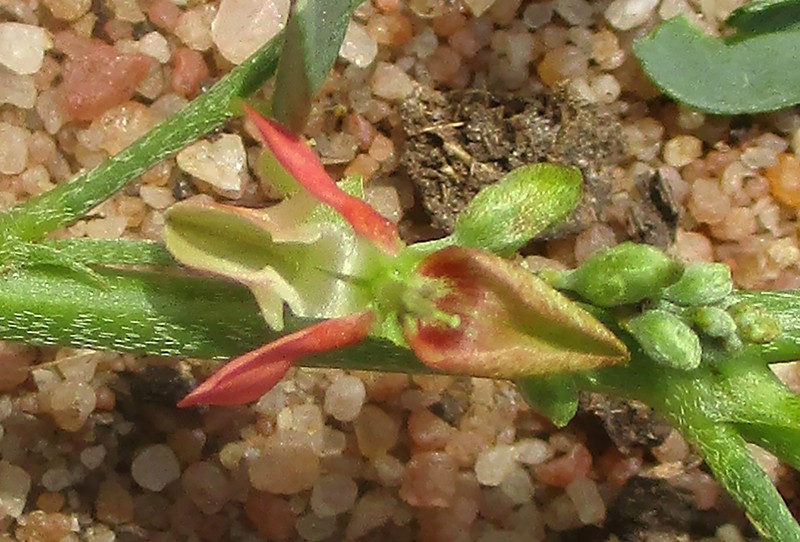 Indigofera cryptantha subsp. cryptantha photo 4