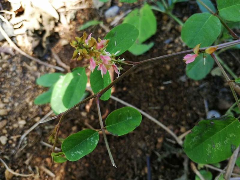 Indigofera cuernavacana