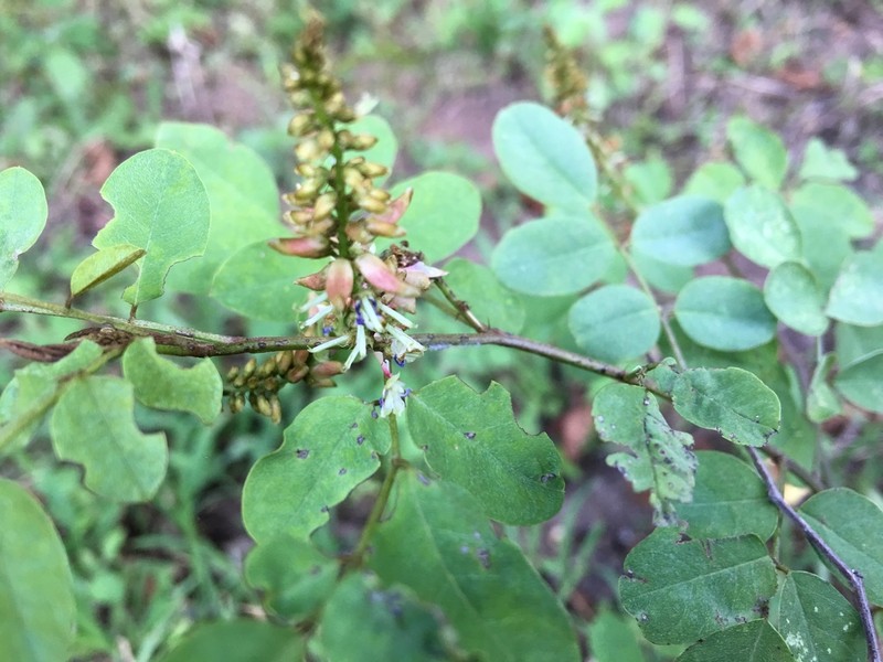 Indigofera cuernavacana photo 2