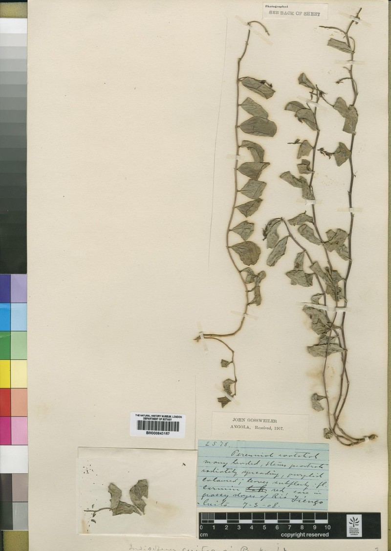 Indigofera cuitoensis photo 2