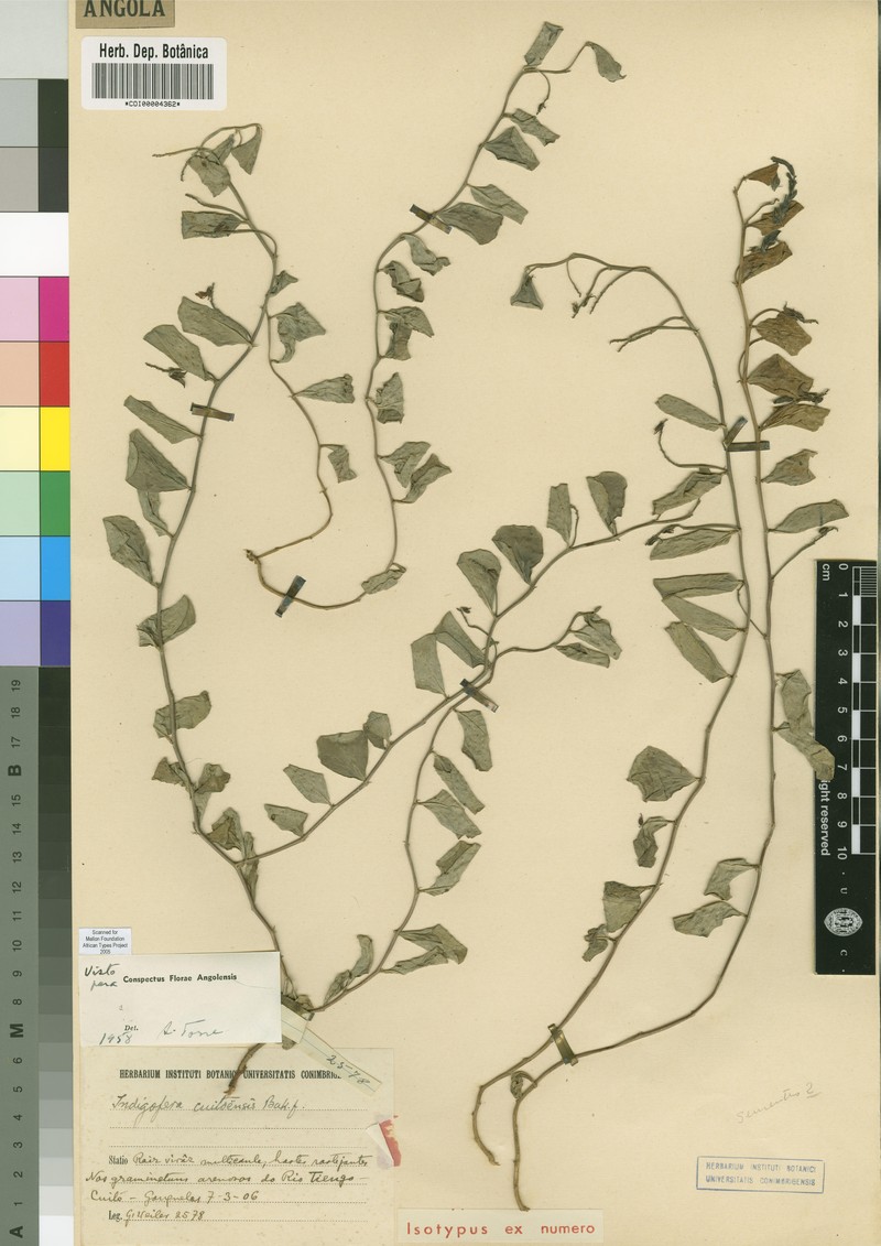 Indigofera cuitoensis