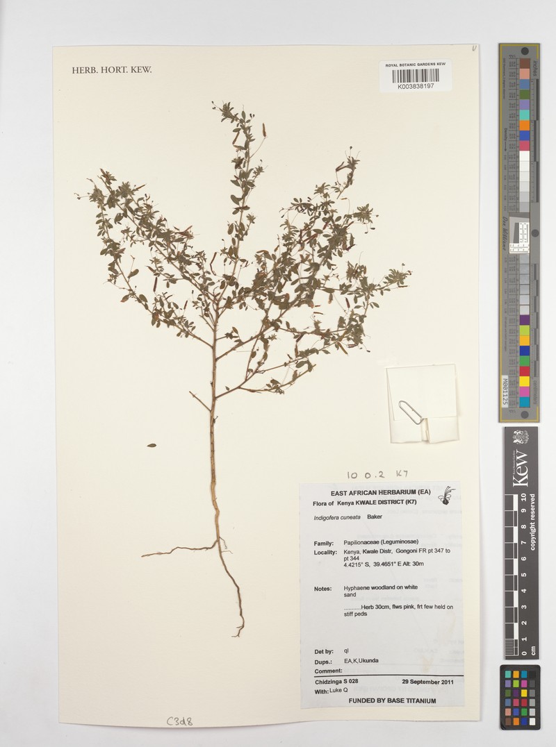 Indigofera cuneata