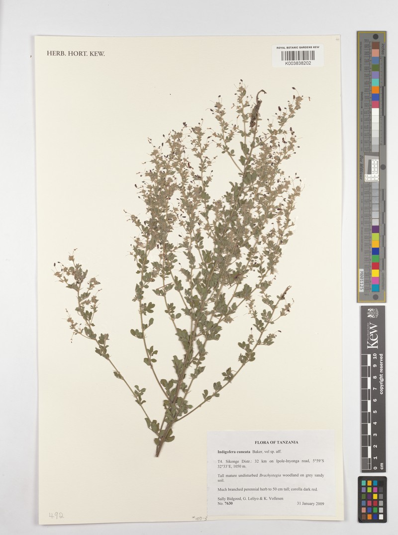 Indigofera cuneata photo 2