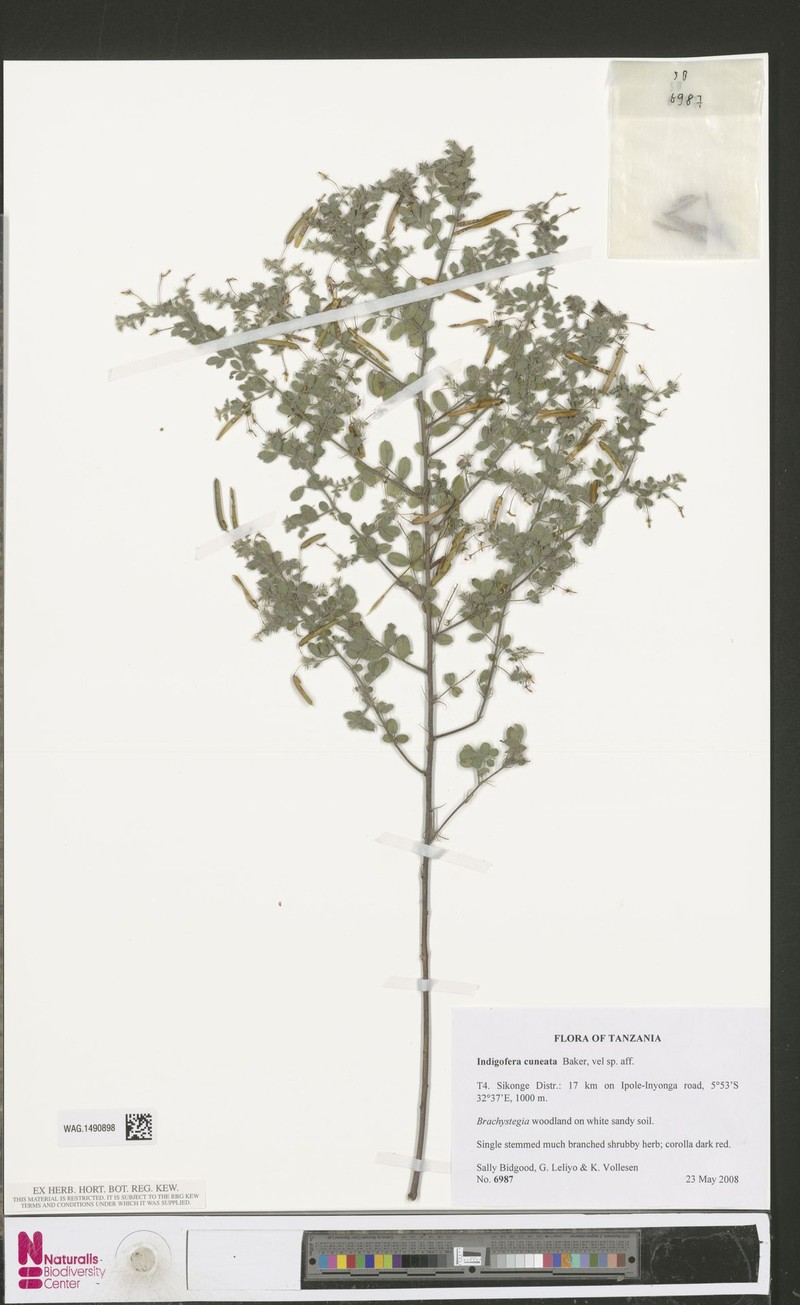 Indigofera cuneata photo 3