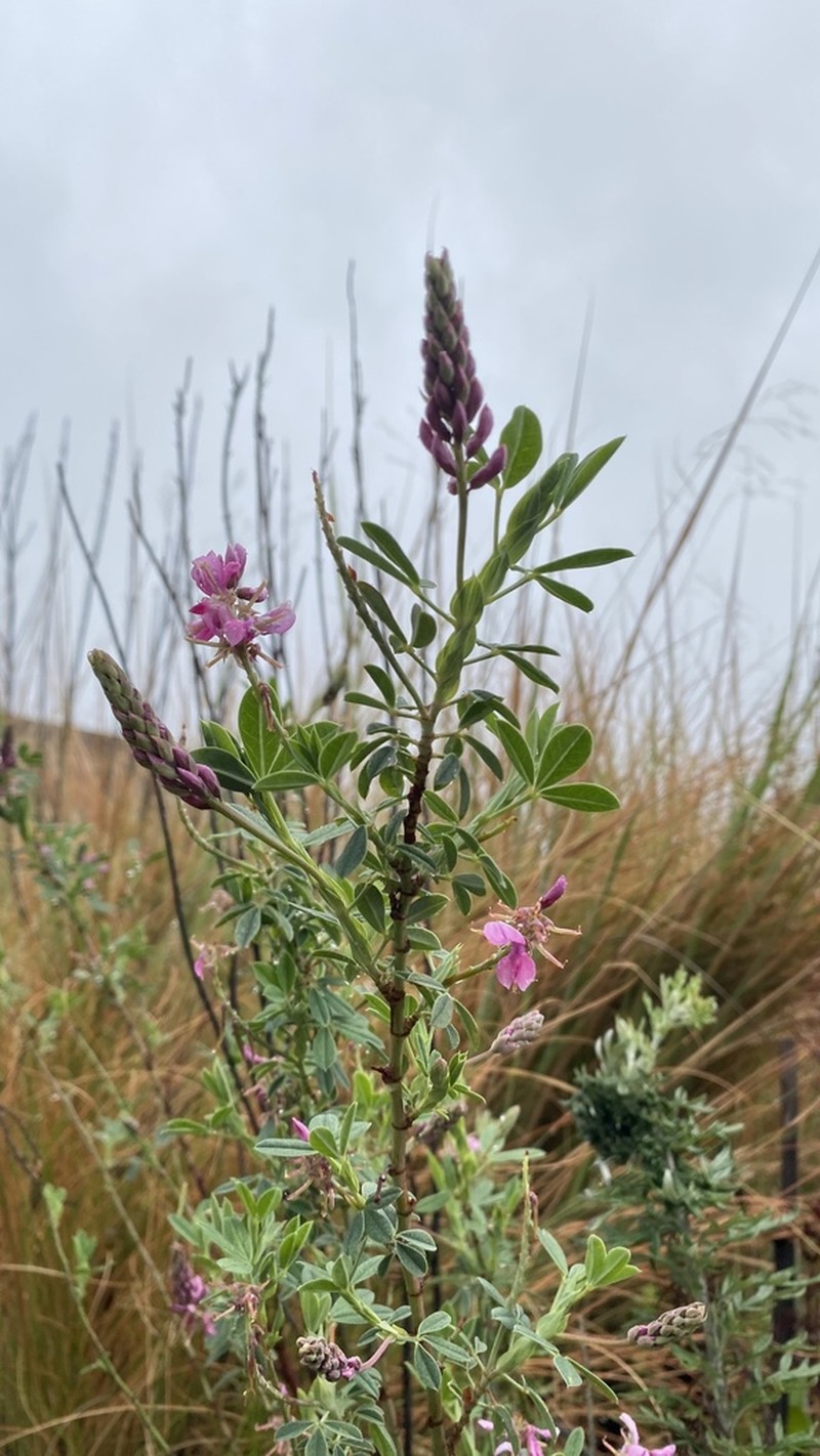 Indigofera cuneifolia photo 2