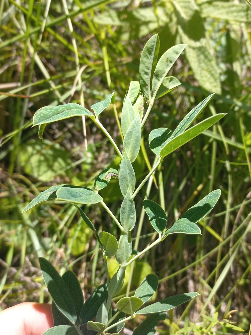Indigofera cuneifolia photo 3