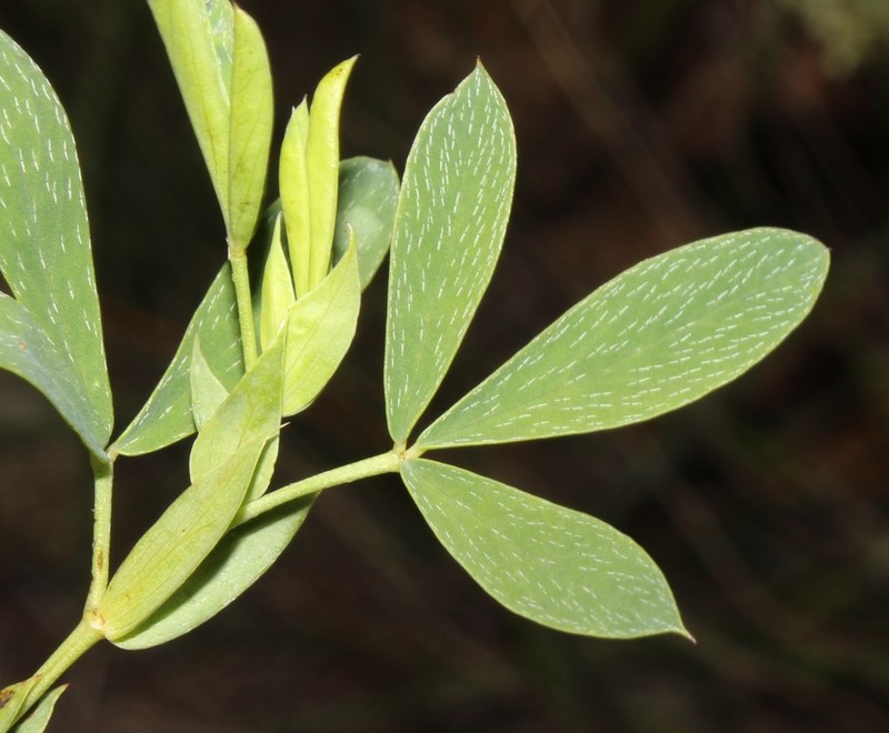 Indigofera cuneifolia photo 4