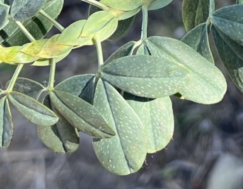 Indigofera cuneifolia photo 5