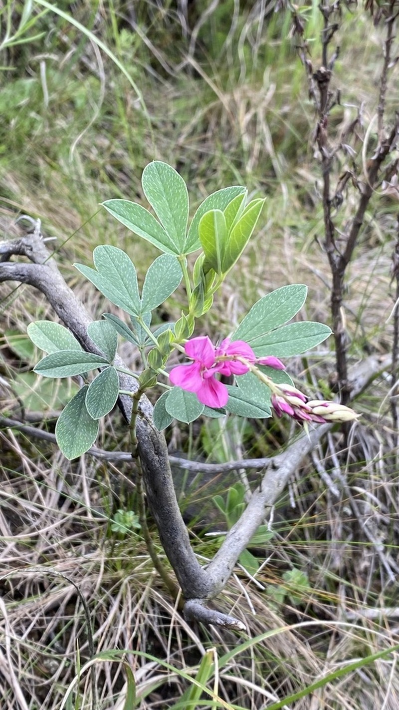 Indigofera cuneifolia photo 6