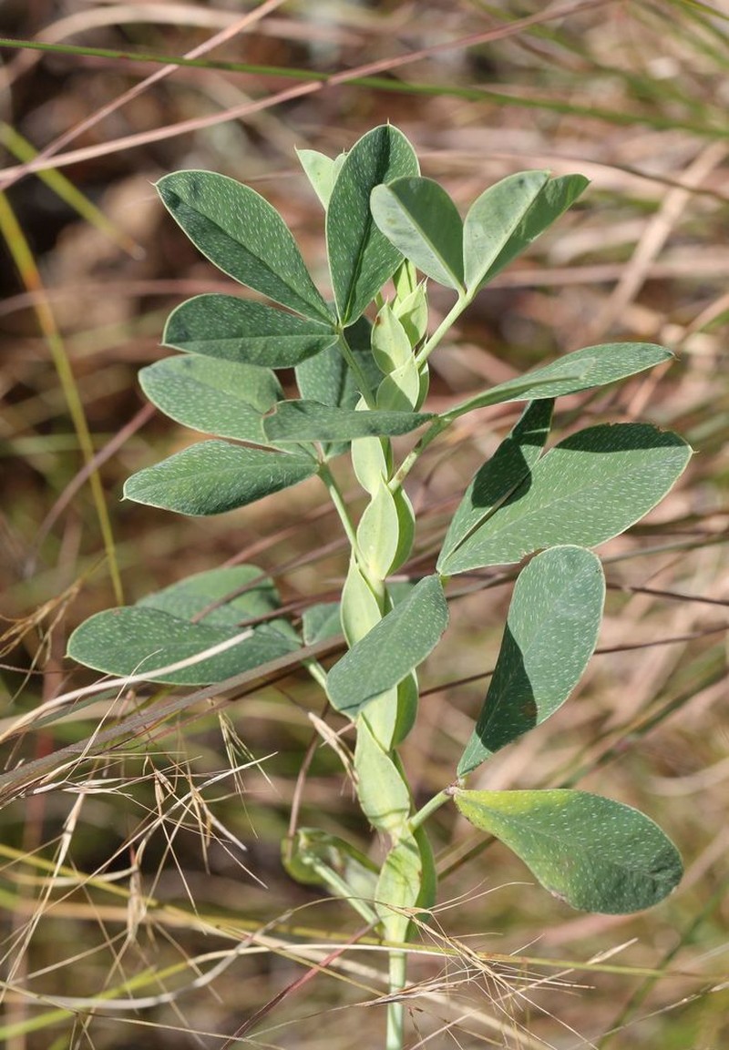 Indigofera cuneifolia photo 7