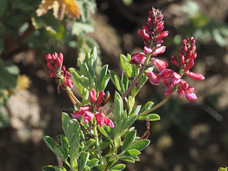 Indigofera cuneifolia photo 8