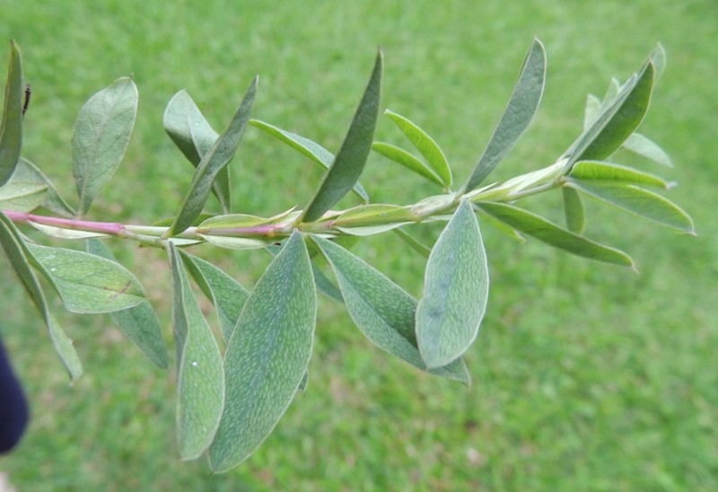 Indigofera cuneifolia var. cuneifolia photo 2